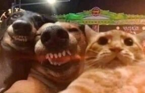 Imagem do grupo de WhatsApp Journal girls 