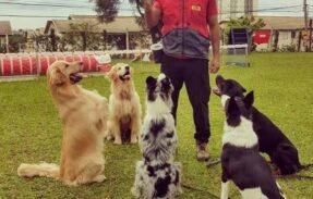 Imagem do grupo de WhatsApp Adestramento de cães
