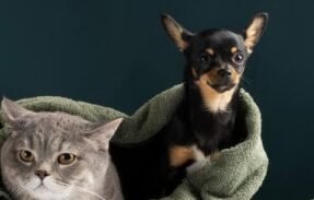 Imagem do grupo de WhatsApp Pet Nexus Brasil VIP 