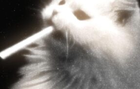 Imagem do grupo de WhatsApp *•  Cat’s gang  ^• . •^