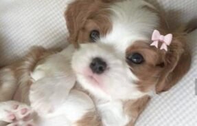 Imagem do grupo de WhatsApp Amor com os seus pets