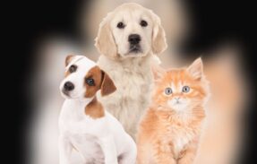 Imagem do grupo de WhatsApp RECEITAS SAUDADES PARA SEU PET