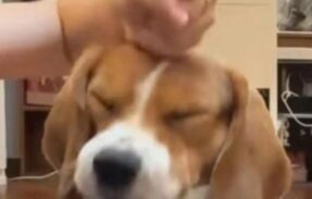 Imagem do grupo de WhatsApp ᗷᗩTE – ᑭᗩᑭO 5.0