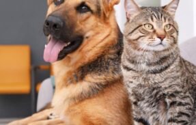 Imagem do grupo de WhatsApp Receitas Saudáveis para Pets