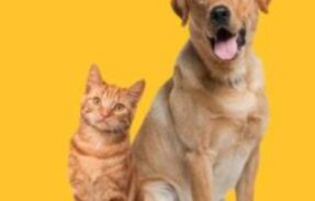 Imagem do grupo de WhatsApp Receitas para pets 