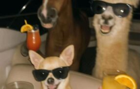 Imagem do grupo de WhatsApp ᴀᴍɪᴢᴀᴅᴇ ɪɴᴛᴇɴꜱᴀ