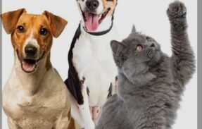 Imagem do grupo de WhatsApp Mães/pais de pets