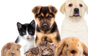 Imagem do grupo de WhatsApp Seu pet merece uma saúde melhor!! 