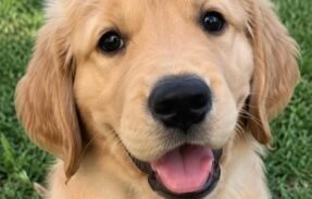 Imagem do grupo de WhatsApp PET E SEU GUIA