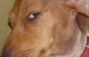 Imagem do grupo de WhatsApp SAÚDE DOS PETS