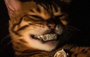 Imagem do grupo de WhatsApp GROVE STreet