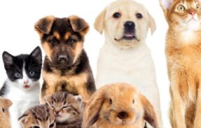 Imagem do grupo de WhatsApp O MELHOR PARA SEU PET