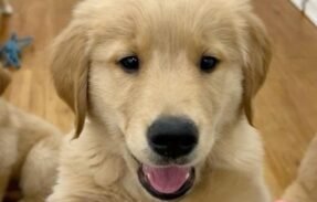 Imagem do grupo de WhatsApp pets
