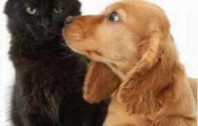 Imagem do grupo de WhatsApp Pet Bem Cuidado