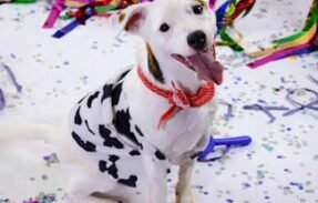 Imagem do grupo de WhatsApp Pet Resultados 