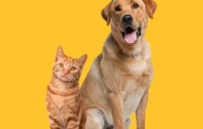 Imagem do grupo de WhatsApp Cuide Da Alimentação do seu pet