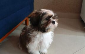 Imagem do grupo de WhatsApp Receitas para seu pet!