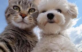 Imagem do grupo de WhatsApp Cuide do seu pet