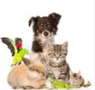 Imagem do grupo de WhatsApp Pets Bem Cuidados