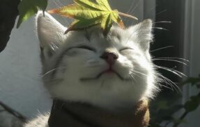 Imagem do grupo de WhatsApp 𝘾𝙖𝙣𝙩𝙞𝙣𝙝𝙤 𝙖𝙘𝙤𝙡𝙝𝙚𝙙𝙤𝙧 