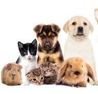 Imagem do grupo de WhatsApp CUIDE DO SEU PET.