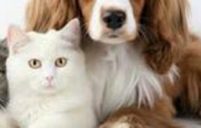 Imagem do grupo de WhatsApp 30 RECEITAS SAUDAVEIS PARA PETS