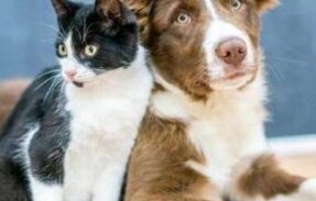 Imagem do grupo de WhatsApp Amor & Cuidados com Pets 