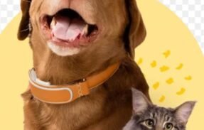 Imagem do grupo de WhatsApp Cuide do seu pet