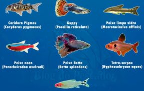 Imagem do grupo de WhatsApp Mundo do aquarismo