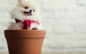 Imagem do grupo de WhatsApp Pet Milionário