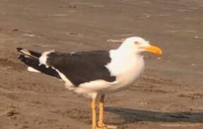 Imagem do grupo de WhatsApp Just friends 