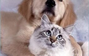 Imagem do grupo de WhatsApp O melhor pro seu pet