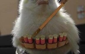 Imagem do grupo de WhatsApp Pinto carioca