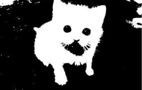 Imagem do grupo de WhatsApp White whisker