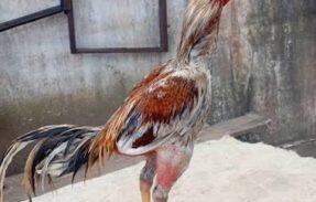 Imagem do grupo de WhatsApp Rinha de grelo