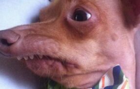 Imagem do grupo de WhatsApp Grupo de receitas saudáveis para seu pet