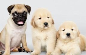 Imagem do grupo de WhatsApp  30 receitas saudáveis para seu pet 