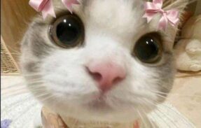 Imagem do grupo de WhatsApp Grupo com promoções