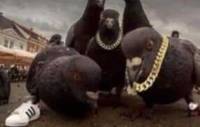Imagem do grupo de WhatsApp aura + ego