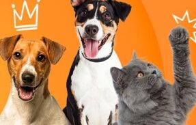 Imagem do grupo de WhatsApp Grupo de pets 