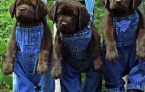 Imagem do grupo de WhatsApp Método Pet Lucrativo 🇧🇷