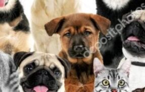 Imagem do grupo de WhatsApp Dicas para saúde do seu pet