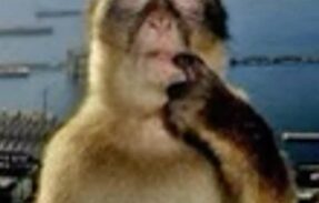 Imagem do grupo de WhatsApp TRDO