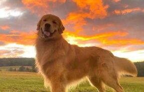 Imagem do grupo de WhatsApp Pets Saudáveis