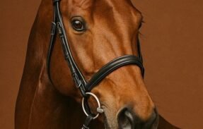 Imagem do grupo de WhatsApp GRUPO: 05 – EQUITRADE | EQUINE TRADE.CO