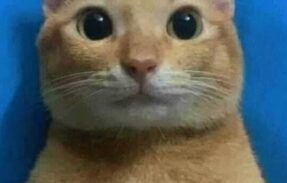 Imagem do grupo de WhatsApp :꙰꙰̨͝⃢‍↔️ᑕᖇᗩZY  ᑌᘉIᐯᕮᖇSᕮ ᶜʰᵃᵗ ꙰꙰̨͝⃢‍↕️