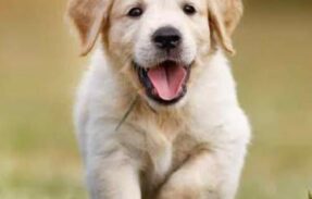 Imagem do grupo de WhatsApp Grupo para saúde do seu pet!!