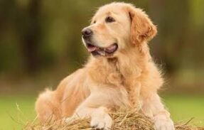 Imagem do grupo de WhatsApp Pets Saudáveis
