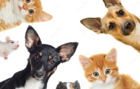 Imagem do grupo de WhatsApp Pais de Pet