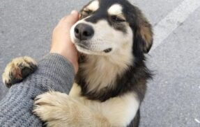 Imagem do grupo de WhatsApp Seu pet bem mais saudável 